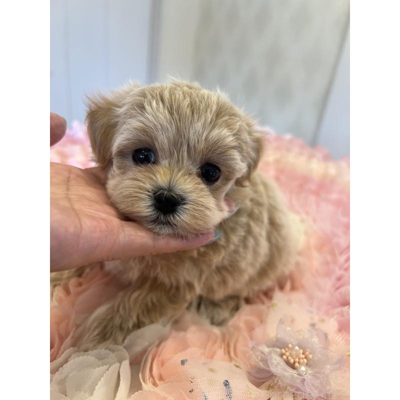 販売中の群馬県のミックス犬-401061の7枚目