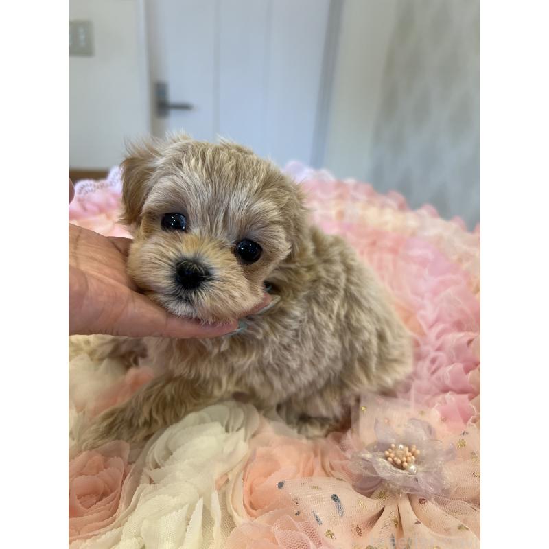 販売中の群馬県のミックス犬-401061の2枚目