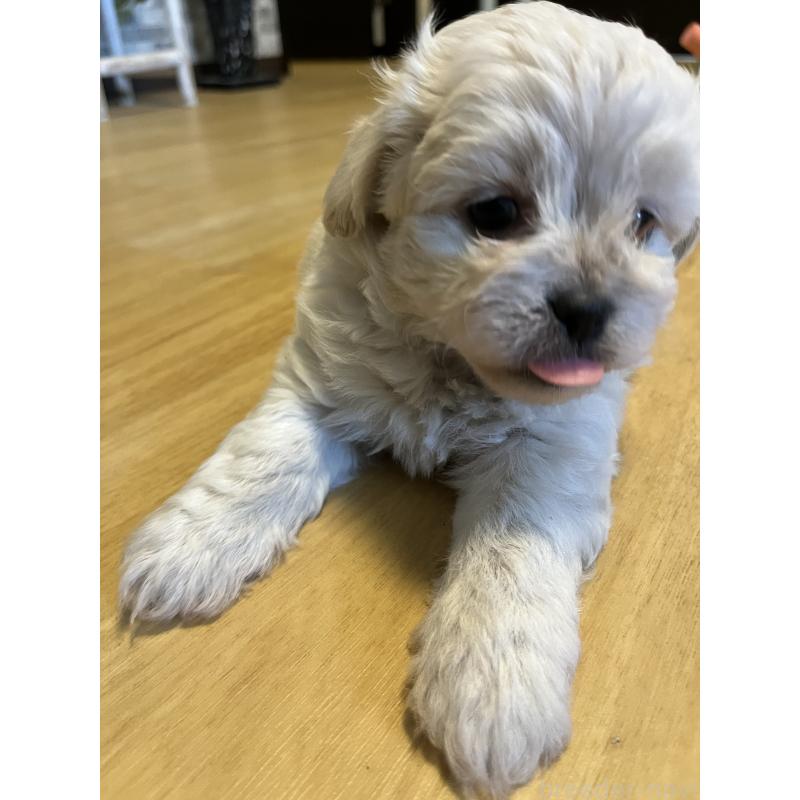 販売中の埼玉県のミックス犬-401065の3枚目