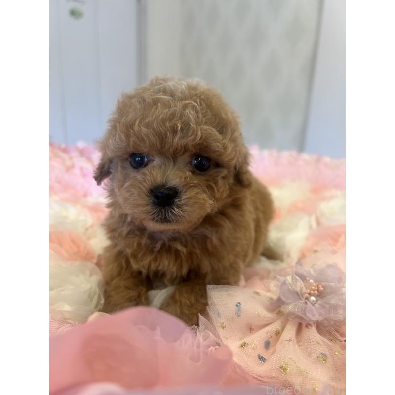 販売中の群馬県のミックス犬-401064の8枚目