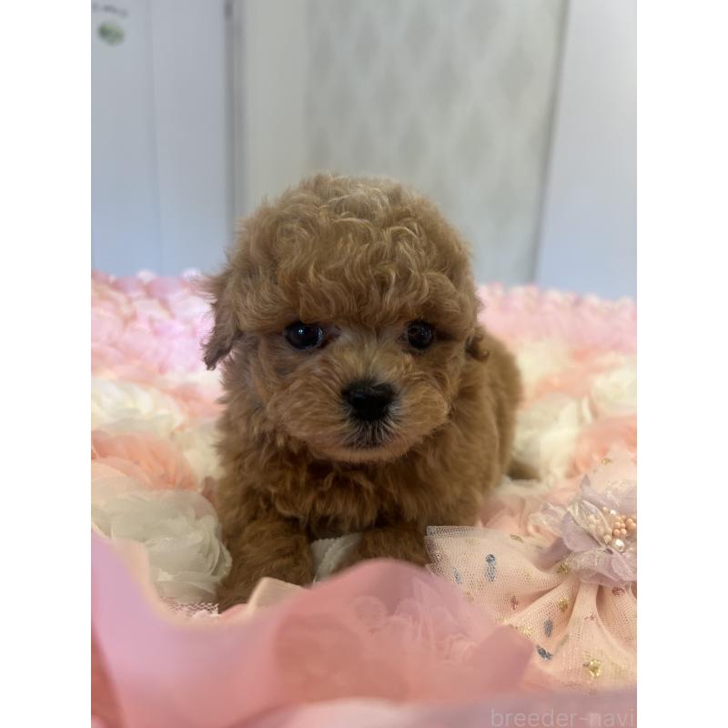 販売中の群馬県のミックス犬-401064の7枚目