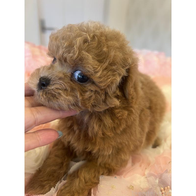販売中の群馬県のミックス犬-401064の6枚目