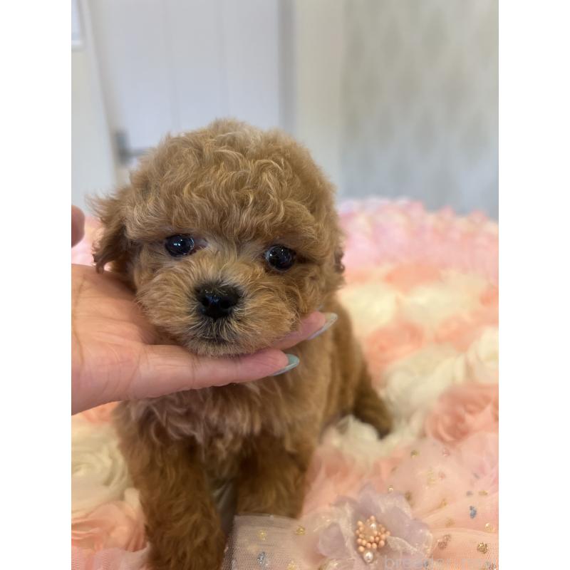 販売中の群馬県のミックス犬-401064の5枚目