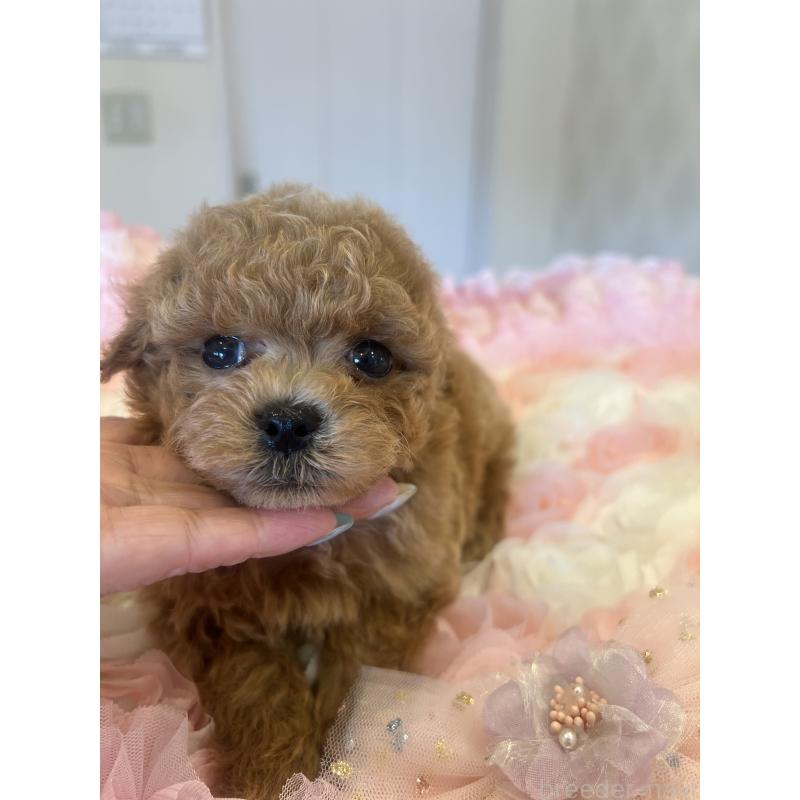販売中の群馬県のミックス犬-401064の4枚目