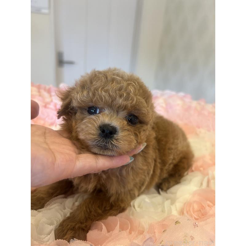 販売中の群馬県のミックス犬-401064の3枚目