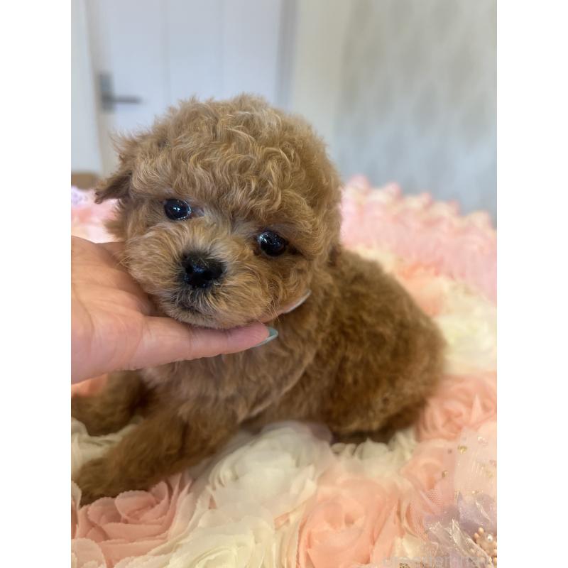 販売中の群馬県のミックス犬-401064の2枚目