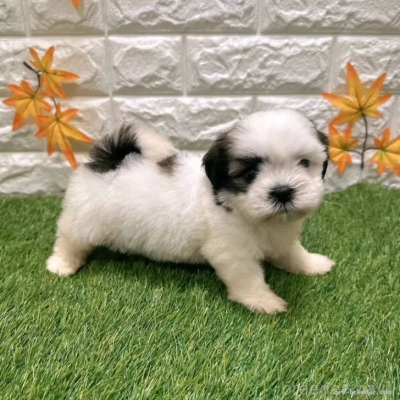 成約済の愛知県のマルシーズー:マルチーズ×シーズー-400040の5枚目