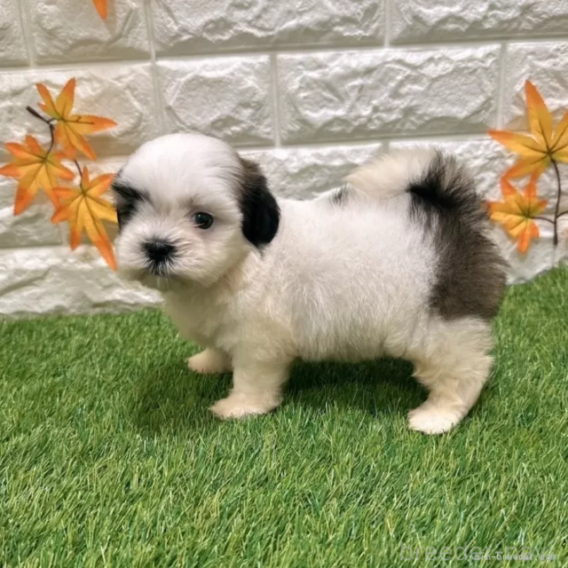 成約済の愛知県のマルシーズー:マルチーズ×シーズー-400040の4枚目