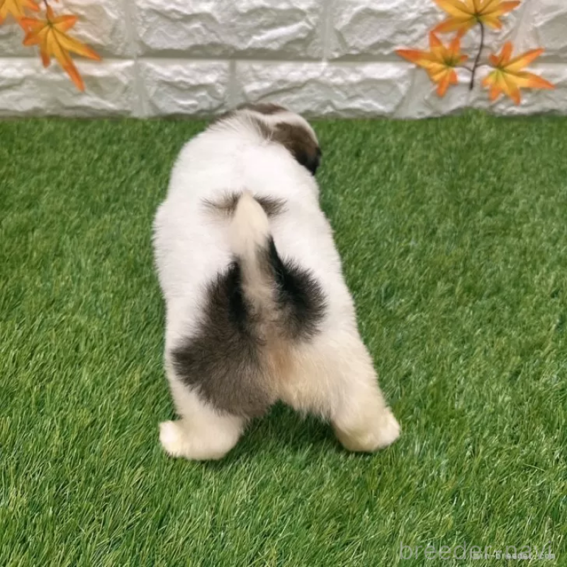 成約済の愛知県のマルシーズー:マルチーズ×シーズー-400040の2枚目