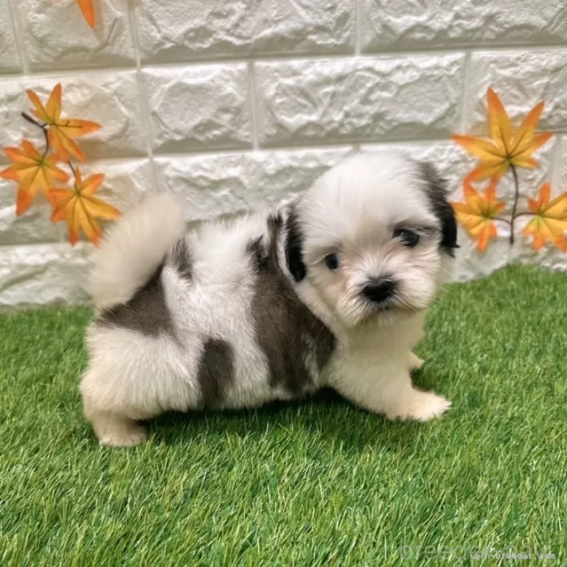 成約済の愛知県のマルシーズー:マルチーズ×シーズー-400048の4枚目