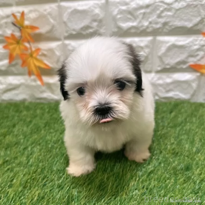 成約済の愛知県のマルシーズー:マルチーズ×シーズー-400048の3枚目