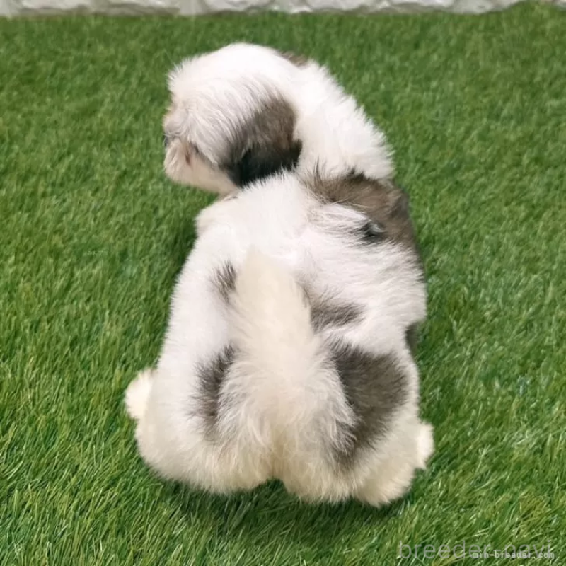 成約済の愛知県のマルシーズー:マルチーズ×シーズー-400048の2枚目