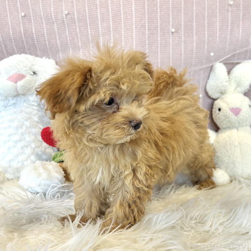 販売中の栃木県のマルプー:マルチーズ×トイプードル-393237の8枚目