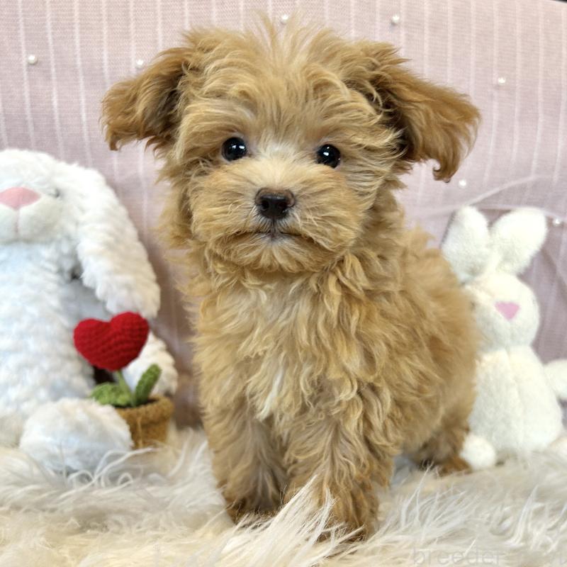 販売中の栃木県のマルプー:マルチーズ×トイプードル-393237の7枚目
