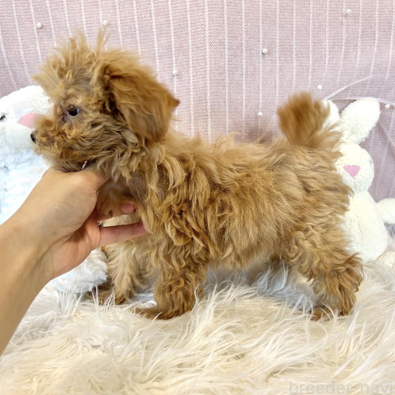 販売中の栃木県のマルプー:マルチーズ×トイプードル-393237の2枚目