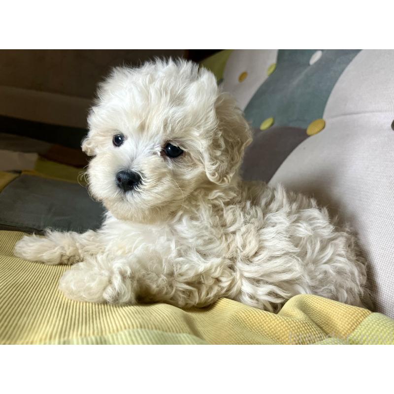 成約済の静岡県のマルプー:マルチーズ×トイプードル-399837の2枚目
