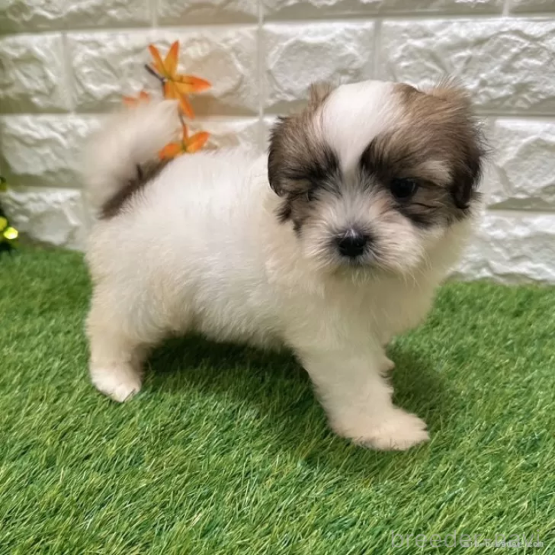 成約済の愛知県のマルシーズー:マルチーズ×シーズー-400028の5枚目