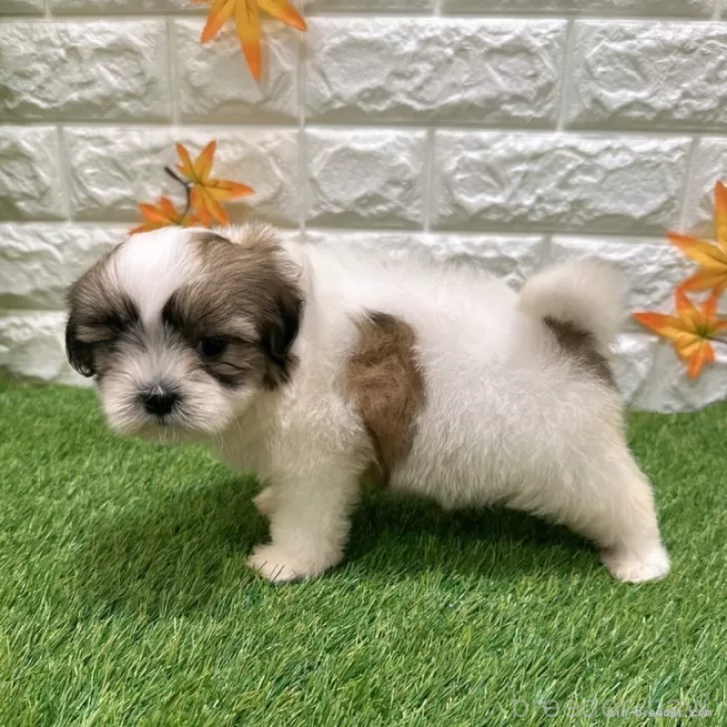 成約済の愛知県のマルシーズー:マルチーズ×シーズー-400028の4枚目