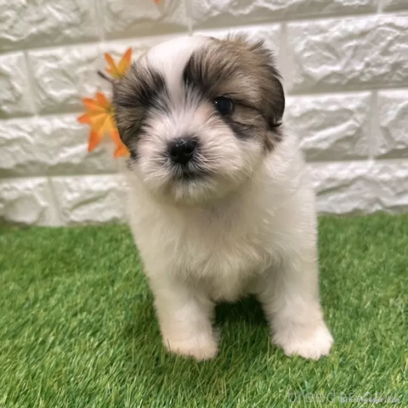 成約済の愛知県のマルシーズー:マルチーズ×シーズー-400028の3枚目