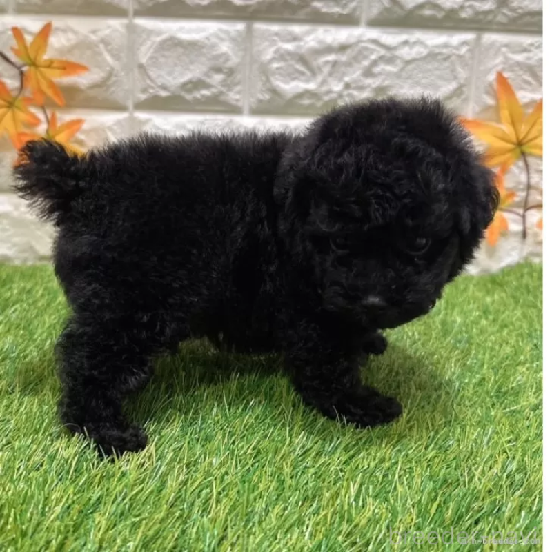 成約済の愛知県のトイプードル-400096の5枚目