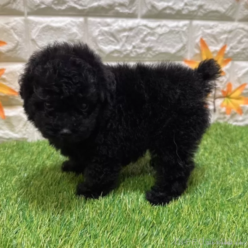 成約済の愛知県のトイプードル-400096の4枚目