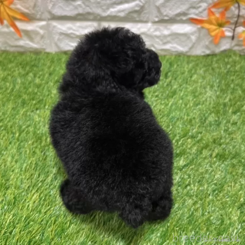 成約済の愛知県のトイプードル-400096の2枚目