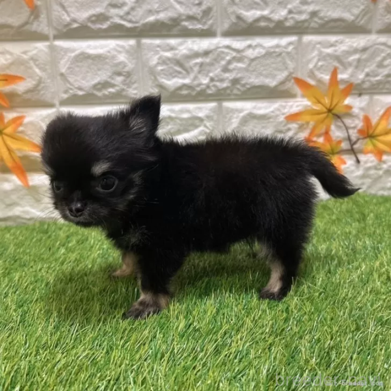 成約済の愛知県のトイプードル-400103の4枚目