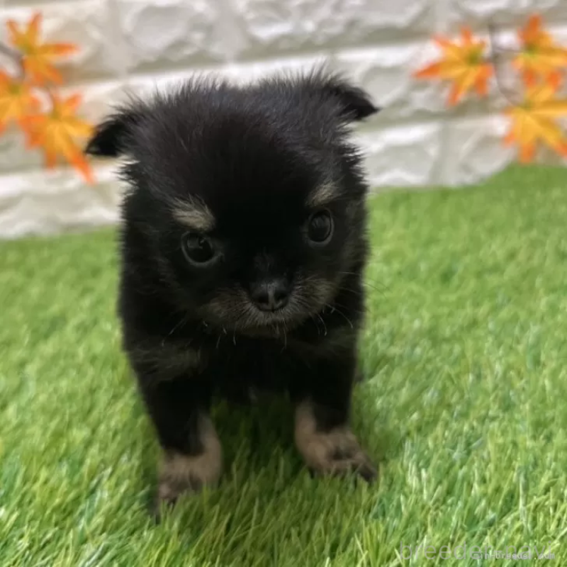 成約済の愛知県のトイプードル-400103の3枚目