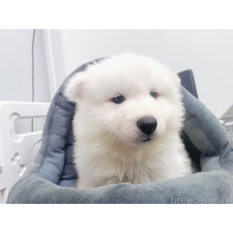 成約済の東京都のサモエド-399289の4枚目