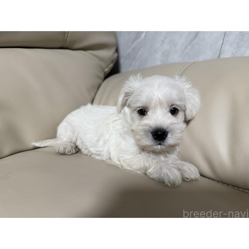 販売中の茨城県のマルシュナ:マルチーズ×ミニチュアシュナウザー-401091の5枚目