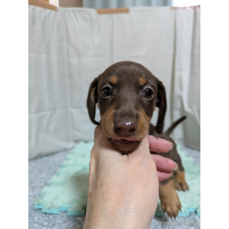 販売中の愛知県のミックス犬-398222