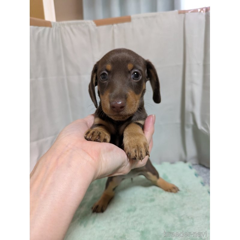 販売中の愛知県のミックス犬-398222の5枚目