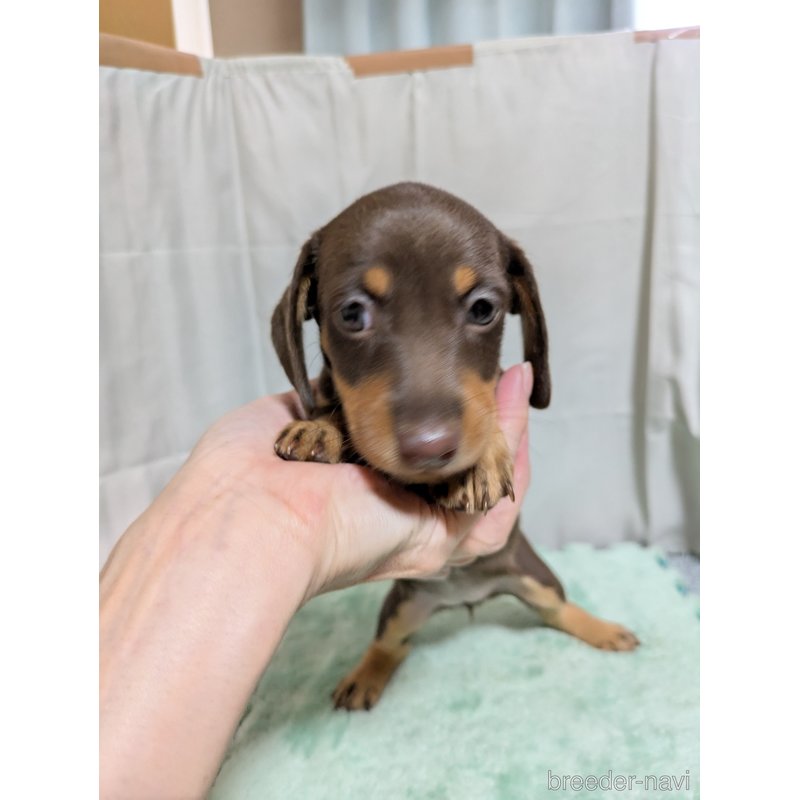 販売中の愛知県のミックス犬-398222の4枚目