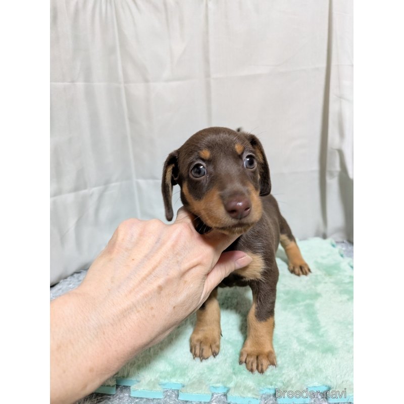 販売中の愛知県のミックス犬-398222の3枚目