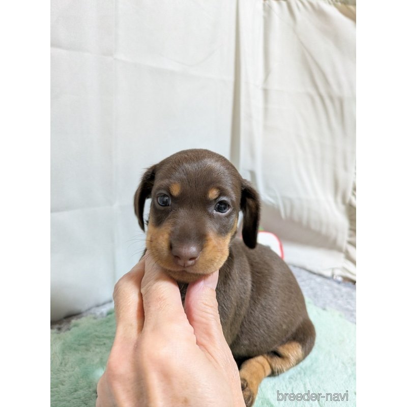 販売中の愛知県のミックス犬-401008の1枚目
