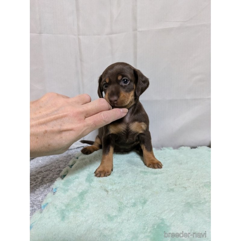 販売中の愛知県のミックス犬-401008の5枚目