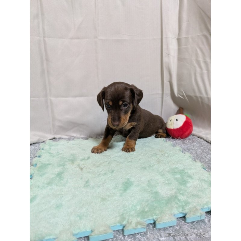 販売中の愛知県のミックス犬-401008の4枚目