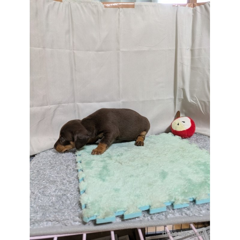 販売中の愛知県のミックス犬-401008の3枚目