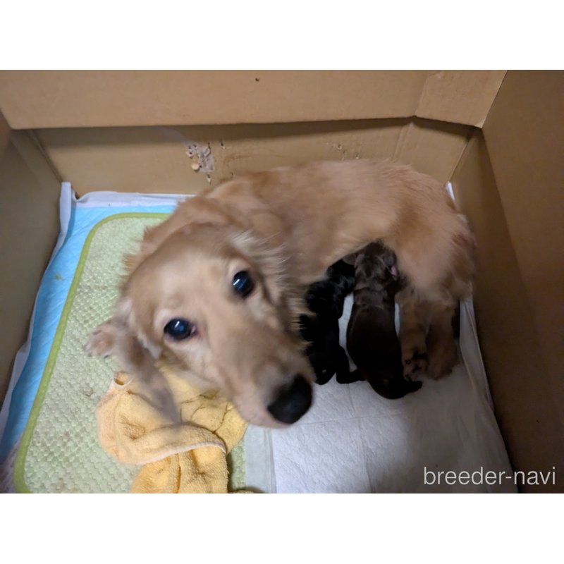 販売中の愛知県のミックス犬-401008の2枚目