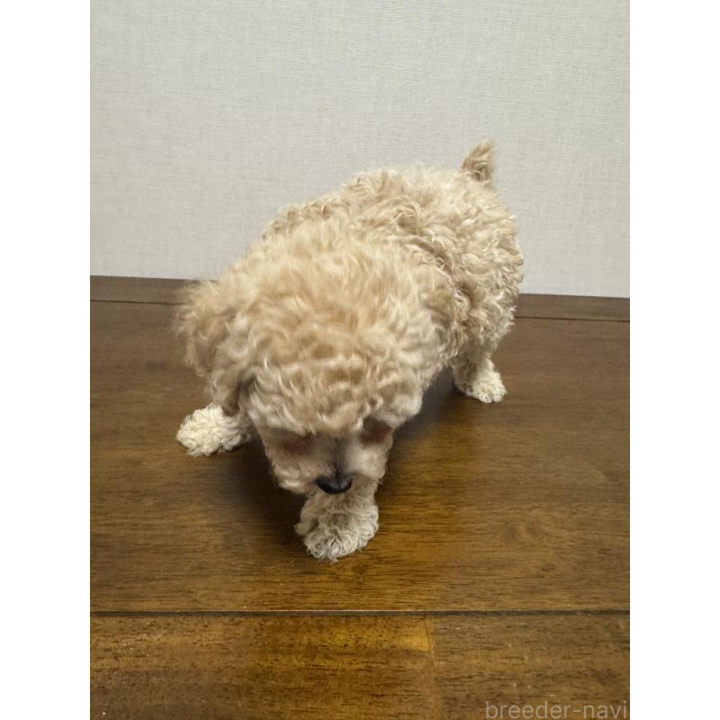 販売中の広島県のトイプードル-400976の2枚目