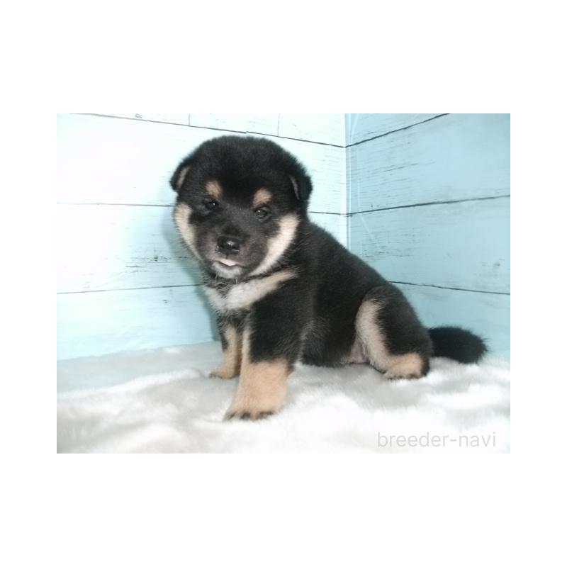 販売中の埼玉県の柴犬-400985の6枚目