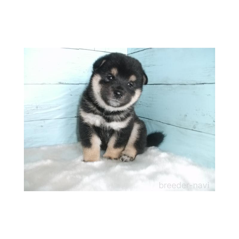 販売中の埼玉県の柴犬-400985の5枚目