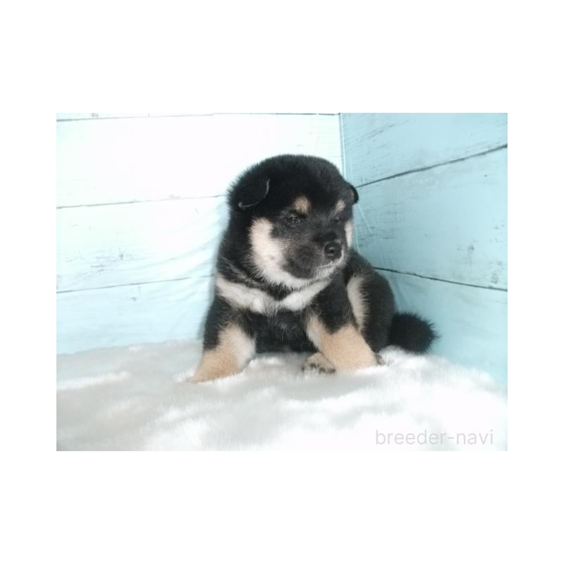 販売中の埼玉県の柴犬-400985の4枚目