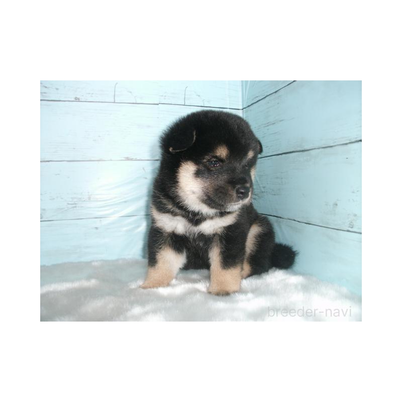販売中の埼玉県の柴犬-400985の3枚目