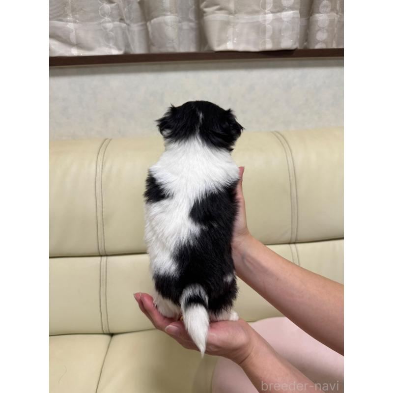 販売中の大阪府のチワマル:チワワ×マルチーズ-401107の2枚目
