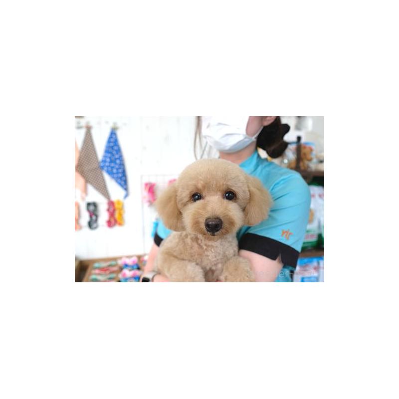 ジンジャーちゃん1枚目