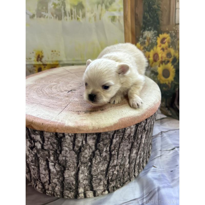 販売中の北海道のポメチワ:ポメラニアン×チワワ-401127の2枚目