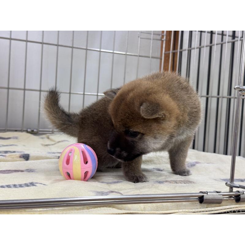 販売中の岡山県の柴犬-401129の5枚目