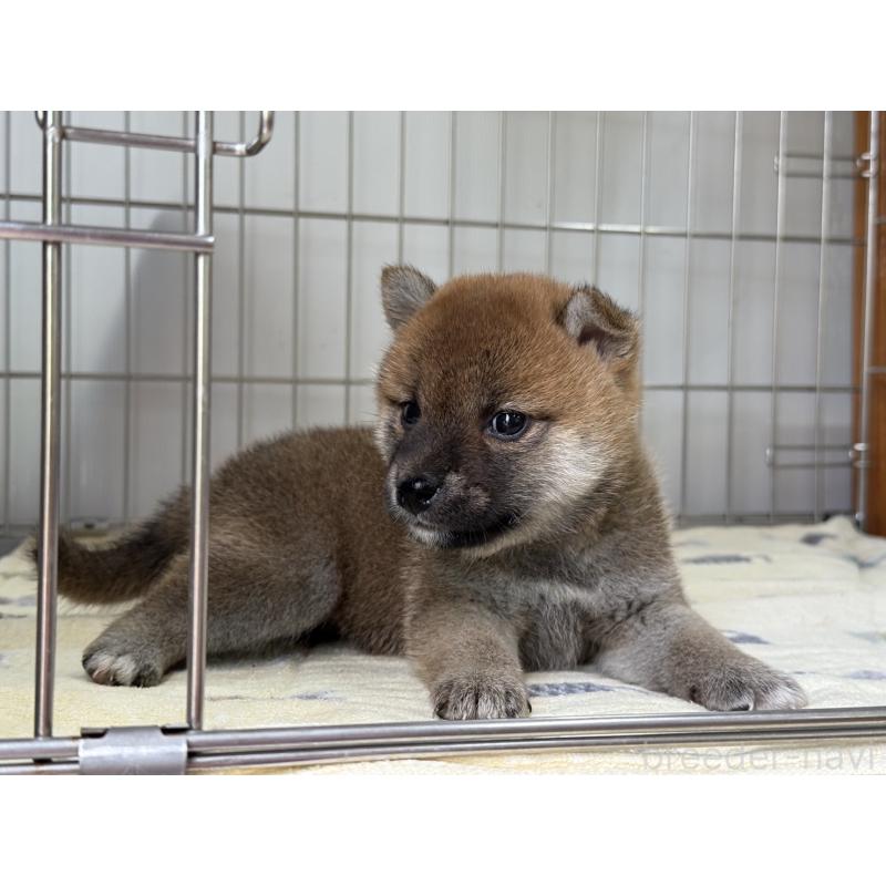 販売中の岡山県の柴犬-401129の4枚目
