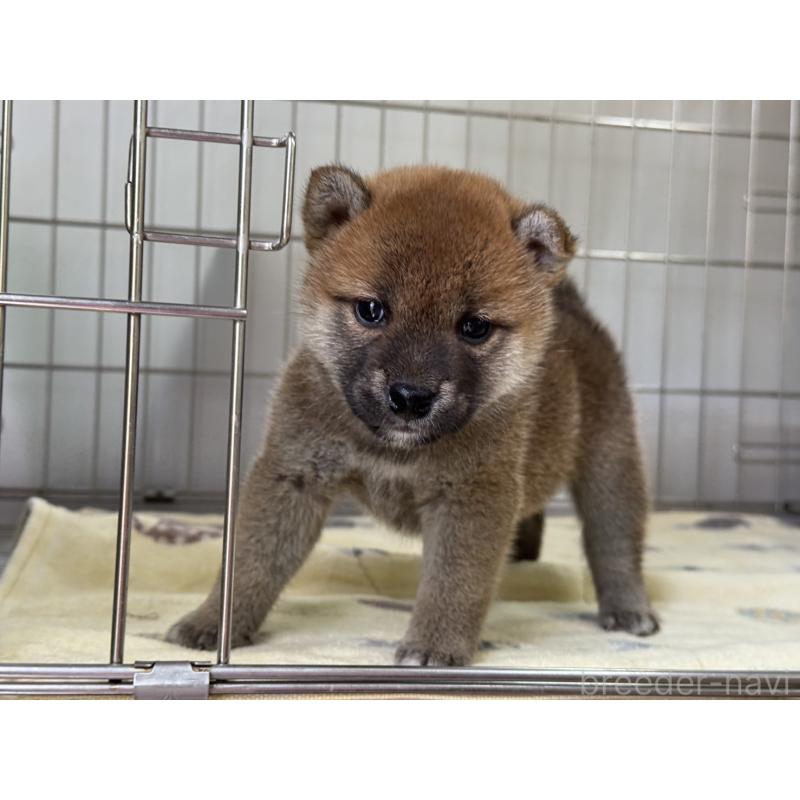 販売中の岡山県の柴犬-401129の3枚目